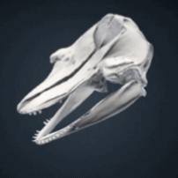 Pilot Whale Skull and Mandible