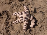Flexi Starfish - Horned Seastar / Chocolate Chip Seastar-8