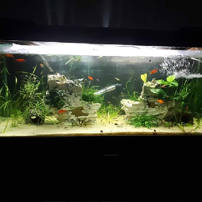 avatar of BF_8271333201