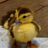 avatar of ducky master 123