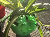 Pot -2