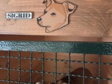 Mixed Dog Hanger-6