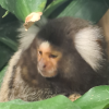 avatar of pilou71300
