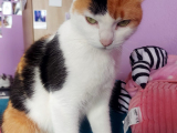 Moly la gata-1