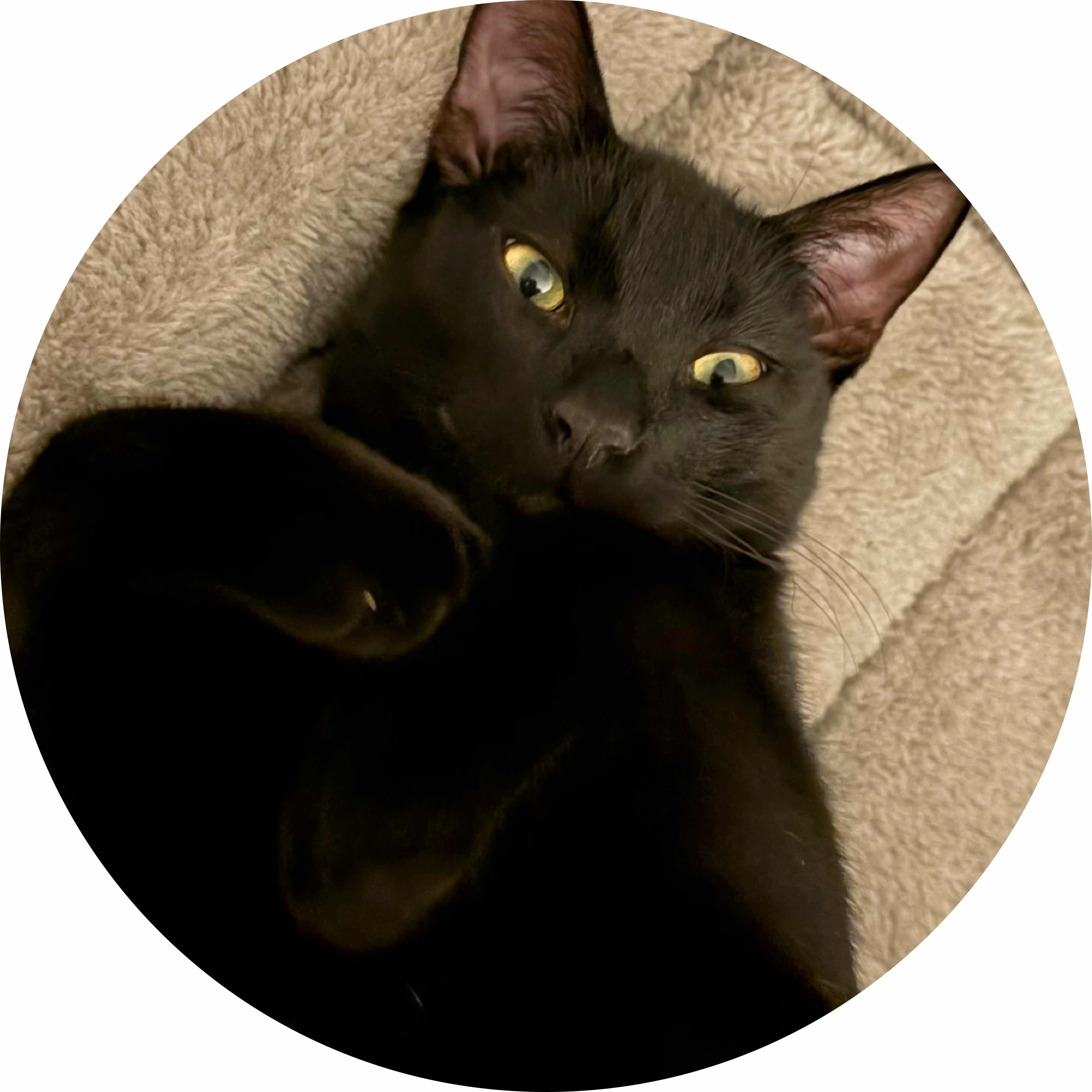 avatar of Bursting_Bokeh