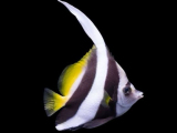 Bannerfish-0