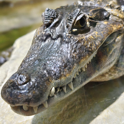 avatar of Te100SteroN