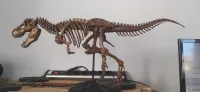 Tyrannosaurus skeleton-2