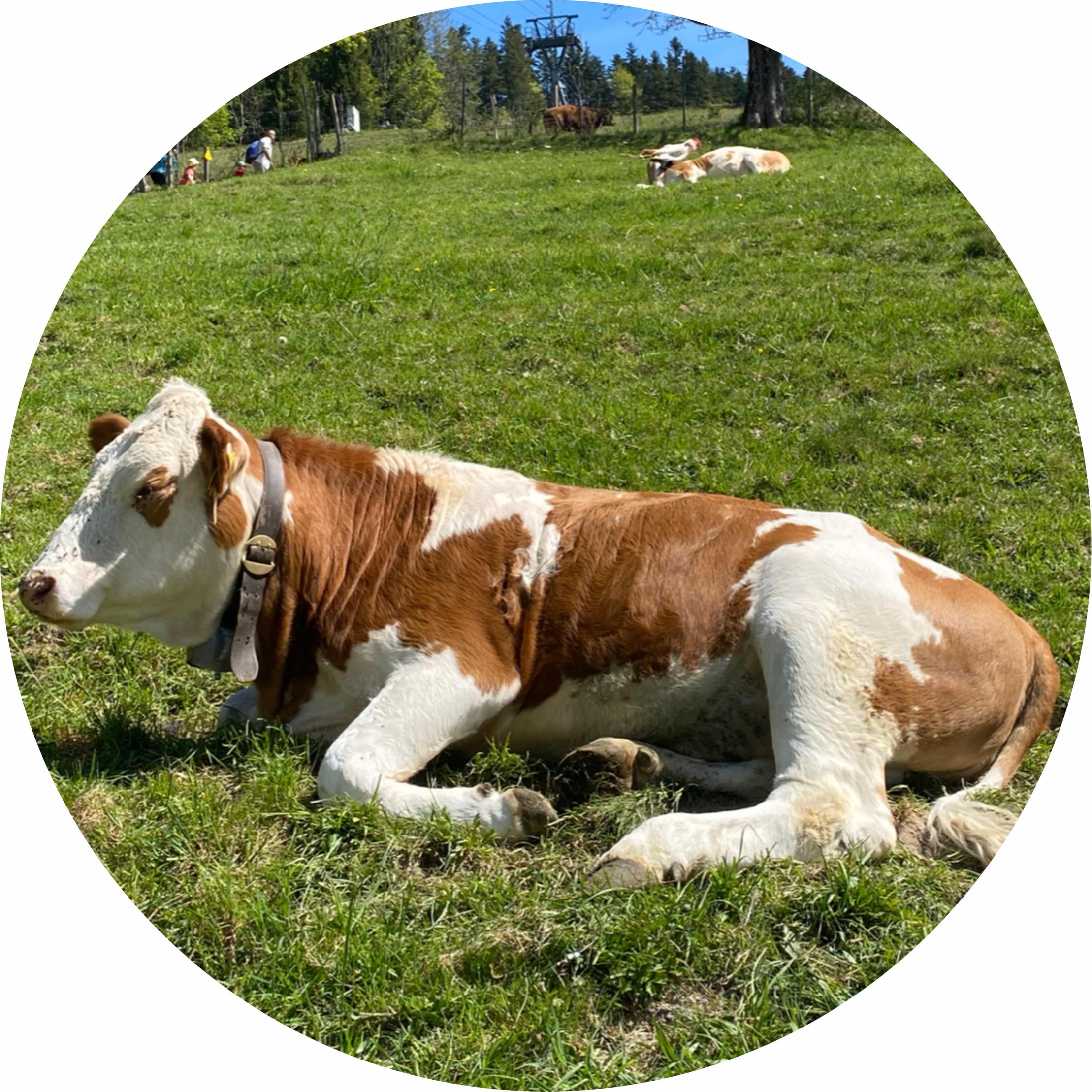 avatar of DA Schmiede 