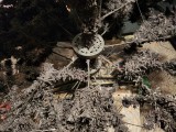 upside down tree-3