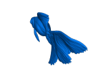 Goldfisch-2