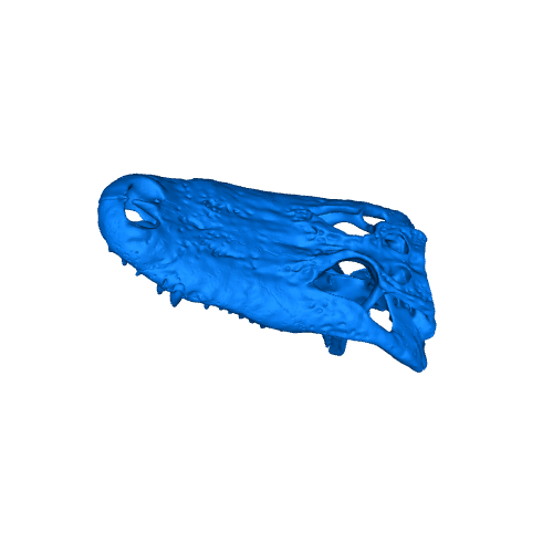 Croc and Gator Skulls | 3D models download | Creality Cloud