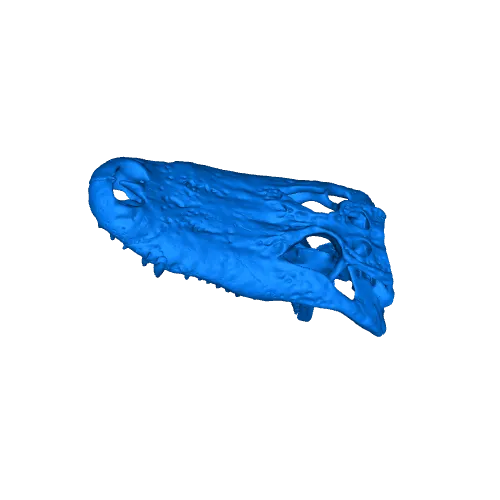 Croc and Gator Skulls